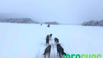 Fagerlund Husky - Sledding Geilo - Geilo