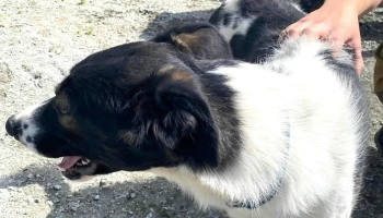 Geilo Husky As - Geilo