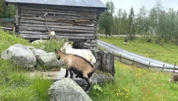 Håvardsrud Seterliv - Tinn Austbygd