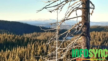 Skybertoppen - Gjøvik
