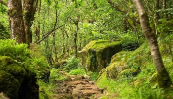 Sælandskogen - Norge