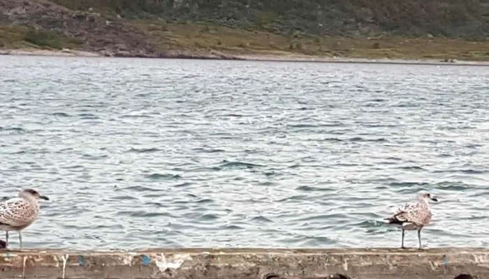 Batsfjord Havn Kf Nær Meg - Båtsfjord