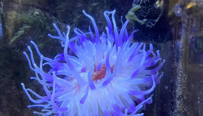 Drobak Akvarium Nummer - Drøbak