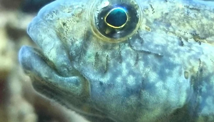 Drobak Akvarium Telefon - Drøbak