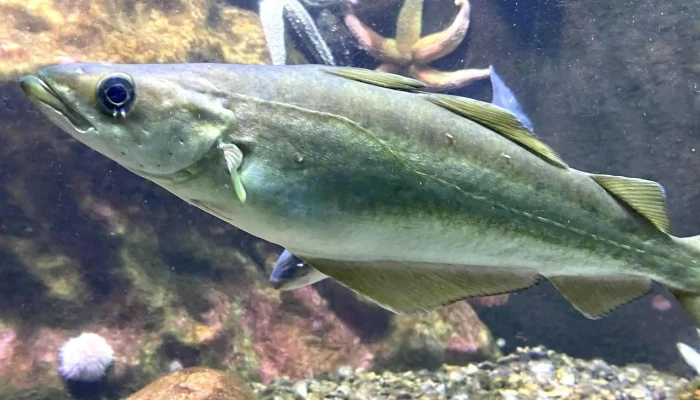 Drobak Akvarium Videoer - Drøbak