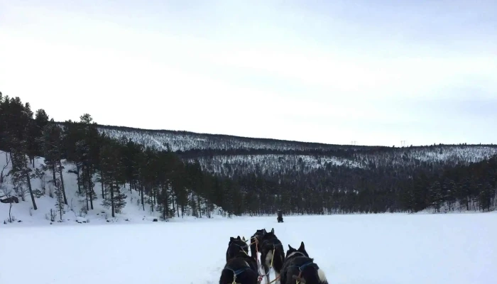 Fagerlund Husky -    Sledding Geilo Arrangør Av Utendørsaktiviteter - Geilo