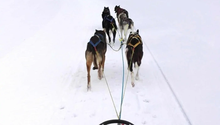 Fagerlund Husky -    Sledding Geilo Kampanje - Geilo