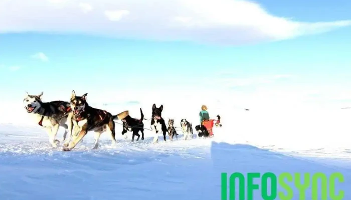 Geilo Husky As -  Alle - Geilo
