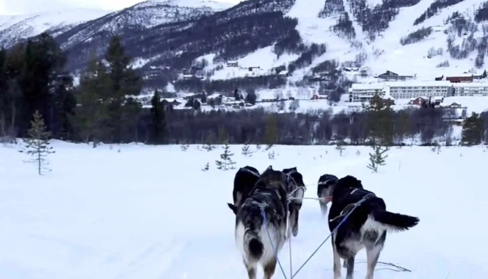 Geilo Husky As -  Anmeldelser - Geilo