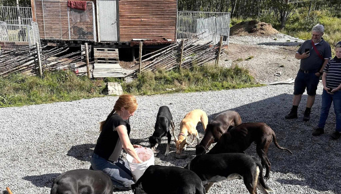 Geilo Husky As -  Arrangør Av Utendørsaktiviteter - Geilo