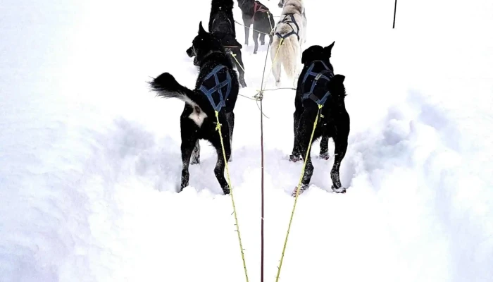 Geilo Husky As -  Bilder - Geilo