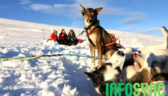 Geilo Husky As -  Fra Eieren - Geilo