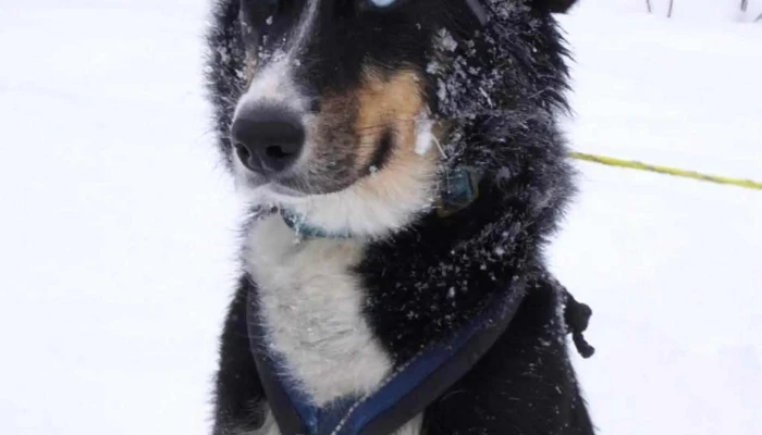 Geilo Husky As -  Nettsted - Geilo