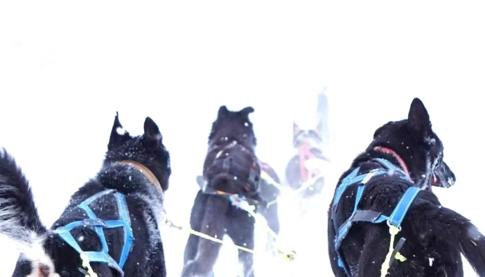 Geilo Husky As -  Plassering - Geilo