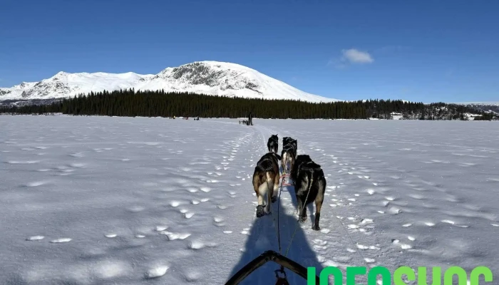 Hemsedal Husky Dogsledding -  Alle - Hemsedal