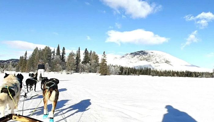 Hemsedal Husky Dogsledding -  Anmeldelser - Hemsedal