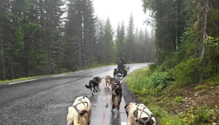 Hemsedal Husky Dogsledding - Hemsedal
