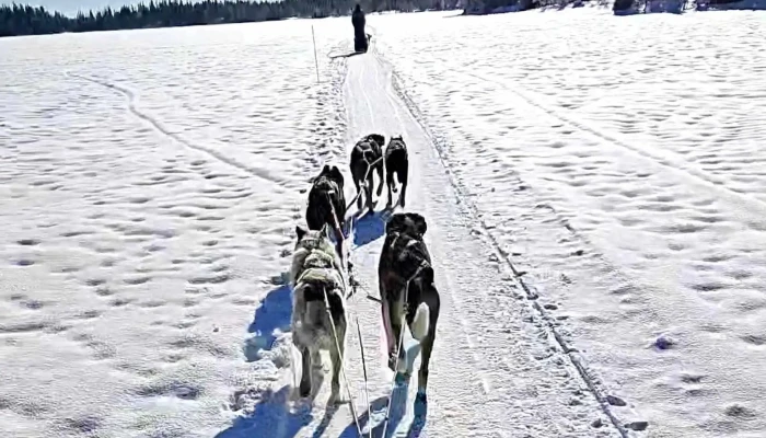 Hemsedal Husky Dogsledding -  Hvordan Komme Dit - Hemsedal