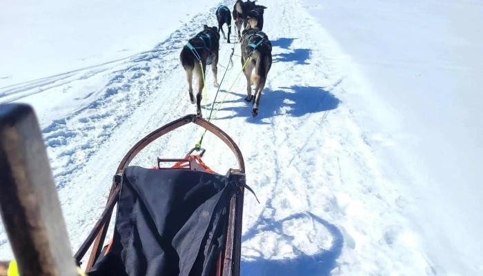 Hemsedal Husky Dogsledding -  Kommentarer - Hemsedal
