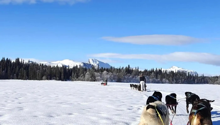 Hemsedal Husky Dogsledding -  Nummer - Hemsedal