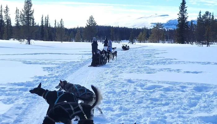 Hemsedal Husky Dogsledding -  Poengsum - Hemsedal