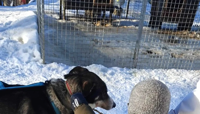 Hemsedal Husky Dogsledding -  Videoer - Hemsedal