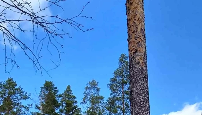 Hvilepust Elgtrakket I Aurskog Hvordan Komme Dit - Aurskog