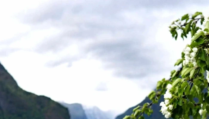 Nasjonal Turistveg Aurlandsfjellet -    Scenic Route   Startend Turistattraksjon - Aurland