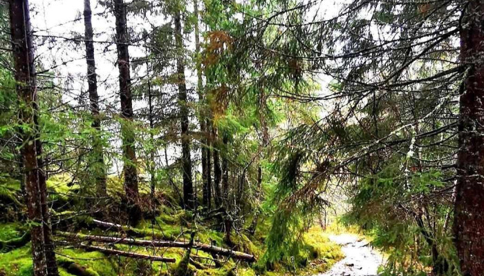 Nordfjordeid Viewpoint -  Skog - Nordfjordeid