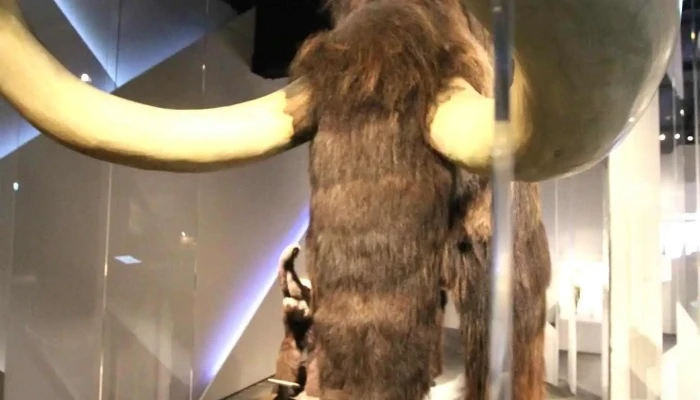 Norsk Fjellsenter -  Fra Eieren - Fossbergom