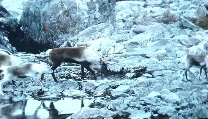 Norsk Fjellsenter -  Nær Meg - Fossbergom
