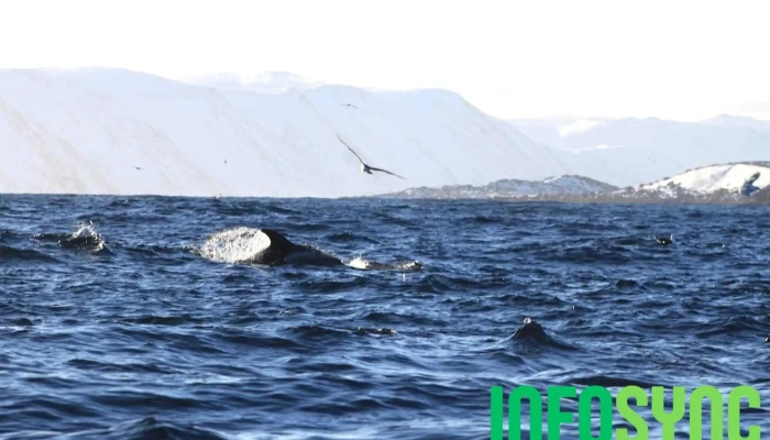 North Cape Experience -  Fra Eieren - Honningsvåg