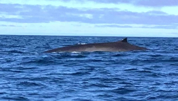 North Cape Experience -  Turistinformasjon - Honningsvåg