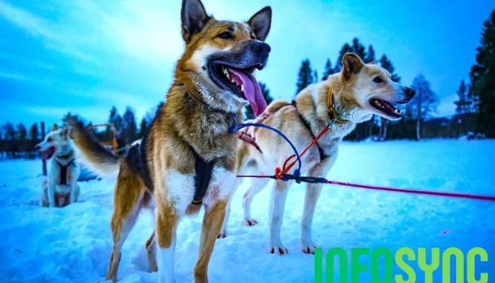 Norway Husky Adventure As -  Alle - Kopperå