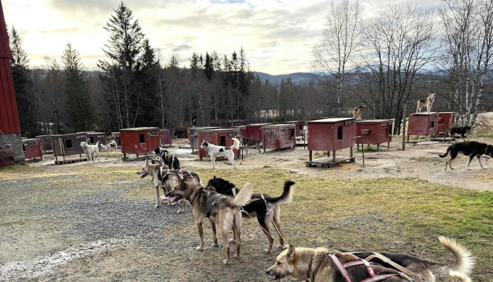 Norway Husky Adventure As -  Katalog - Kopperå