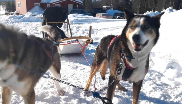 Norway Husky Adventure As - Kopperå