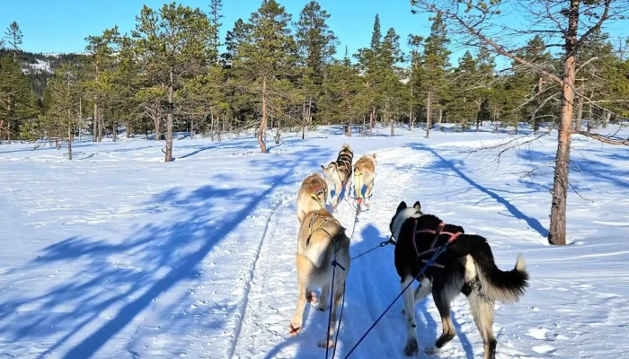 Norway Husky Adventure As -  Nær Meg - Kopperå