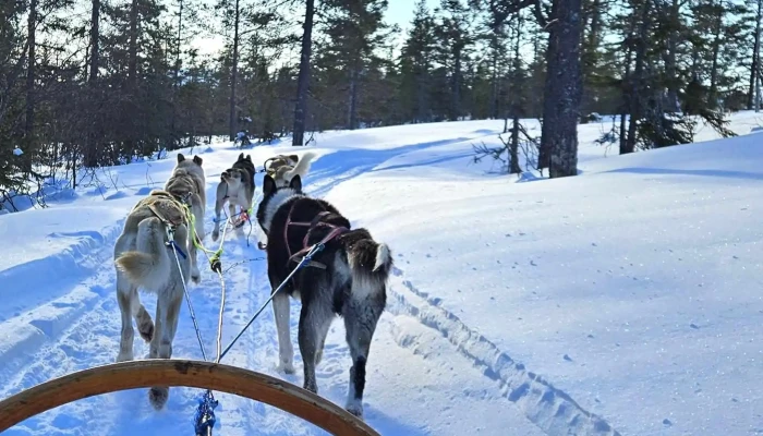 Norway Husky Adventure As -  Telefon - Kopperå