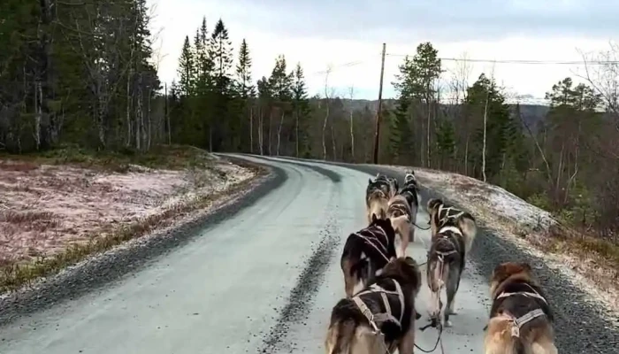 Norway Husky Adventure As -  Videoer - Kopperå