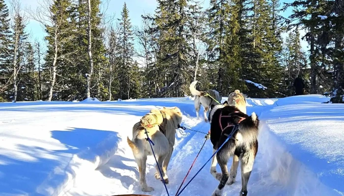 Norway Husky Adventure As -  åpen Nå - Kopperå
