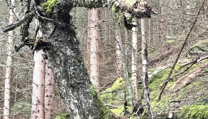 Panoramavegen -  Bilder - Stranda