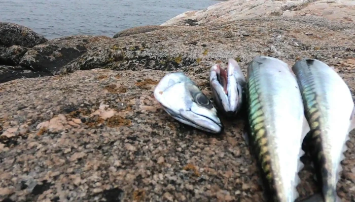 Skjaerhalden Nær Meg - Skjærhalden