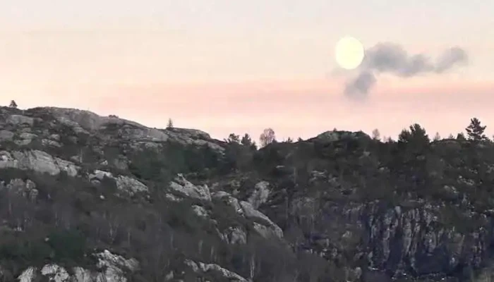 Skogsvågen - Skogsvåg