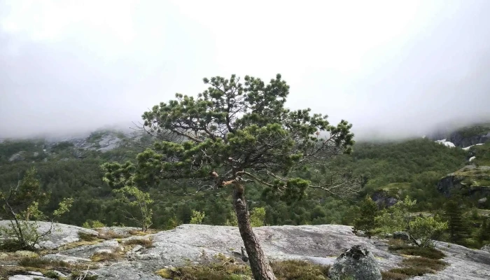 Sotefossen -  Poengsum - Kinsarvik