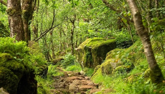 Sælandskogen - Norge