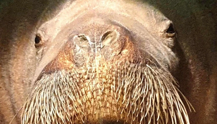 The Royal And Ancient Polar Bear Society -  Adresse - Hammerfest