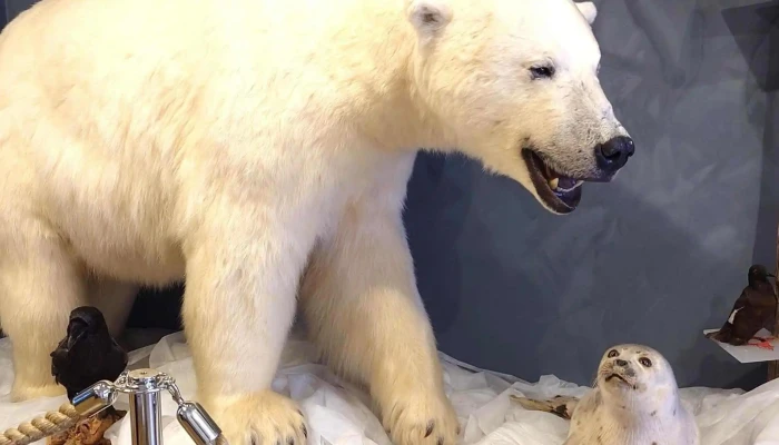 The Royal And Ancient Polar Bear Society -  Nummer - Hammerfest