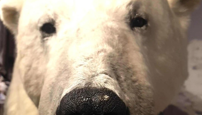 The Royal And Ancient Polar Bear Society -  Priser - Hammerfest
