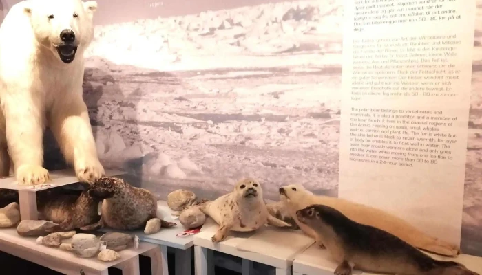 The Royal And Ancient Polar Bear Society -  Turistattraksjon - Hammerfest