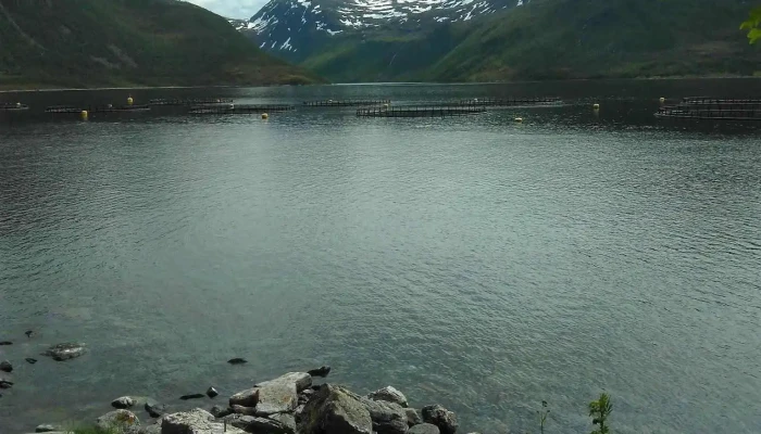 Torsken Krysset -  Alle - Torsken